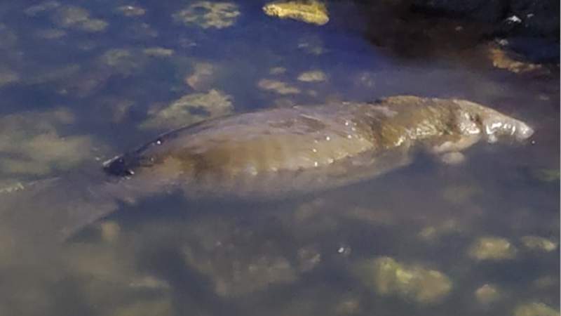 Emaciated manatee in Titusville appears to search desperately for food