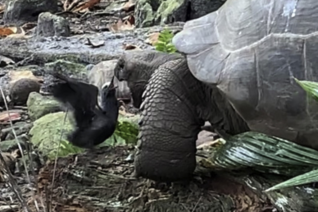 Adult female giant tortoise hunting